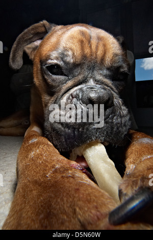 A cute Boxer dog photographed very close up. Stock Photo