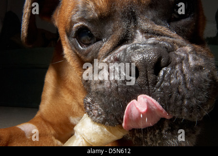 A cute Boxer dog photographed very close up. Stock Photo