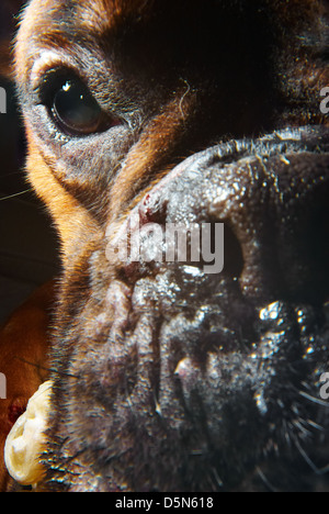 A cute Boxer dog photographed very close up. Stock Photo