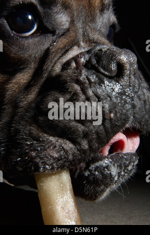 A cute Boxer dog photographed very close up. Stock Photo