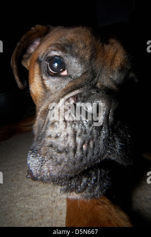 A cute Boxer dog photographed very close up. Stock Photo