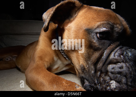 A cute Boxer dog photographed very close up. Stock Photo