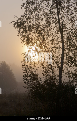 Birch trees in misty morning with sun sphere behind Stock Photo