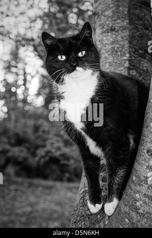 Cat on tree in a garden Stock Photo
