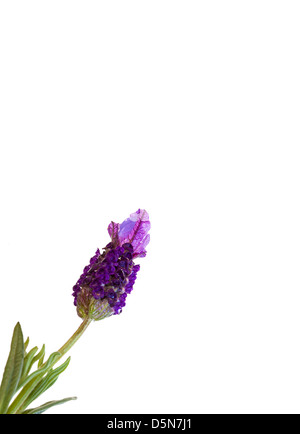 Topped lavender on white background Stock Photo