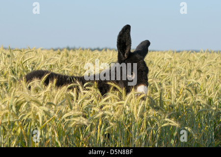 Two weeks old Poitou donkey foal standing in a field Stock Photo