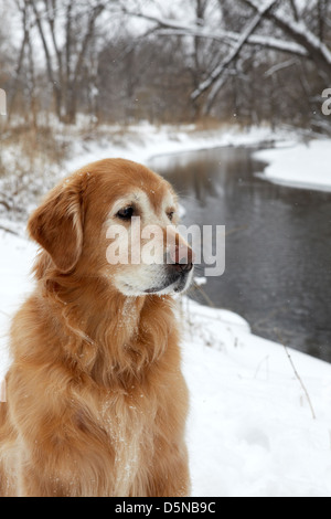 Golden Retriever dog in winter snow storm. Stock Photo