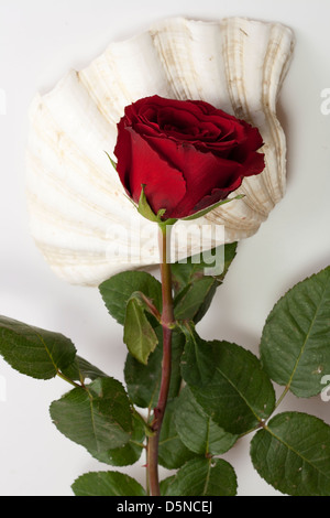 Red rose lying on sea shell. Stock Photo