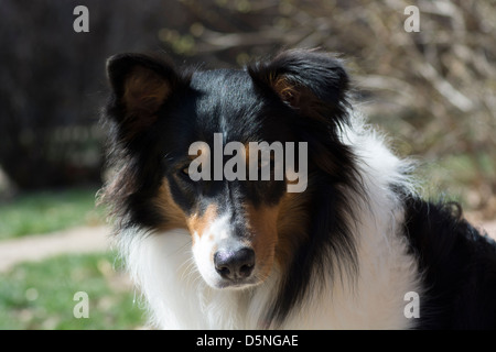 Border Collie Sitting in Sunshine Stock Photo