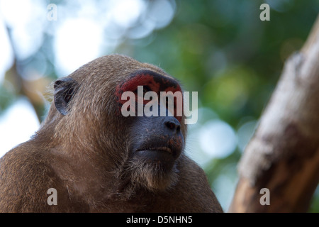 Wild Stump-tailed macaque, Macaca arctoides. Stock Photo