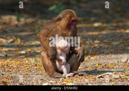 Wild Stump-tailed macaque, Macaca arctoides. Stock Photo