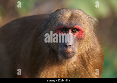 Wild Stump-tailed macaque, Macaca arctoides. Stock Photo