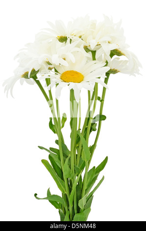 Chamomile flowers isolated on white background Stock Photo - Alamy