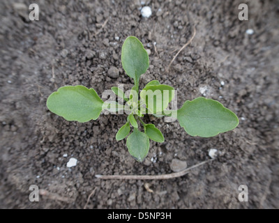 Seedling of Viola arvensis Stock Photo
