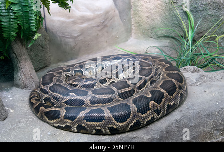 Tiger python (Python molurus) Stock Photo