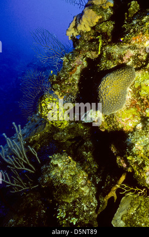 Cayman Islands Sept 1994 Digital Slides Conversions,Scuba Diving,Divers,Coral, Underwater Photography,Cayman Islands,Caribbean Stock Photo