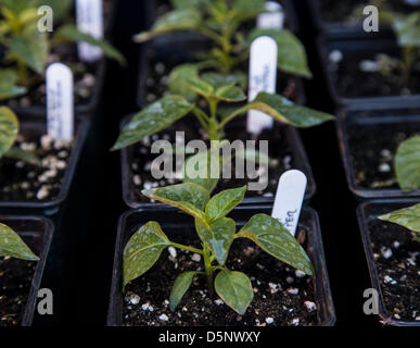Chilli Plants, seedlings for sale at the 1st Great Blackpool Chilli Festival in the beautiful revamped St Johns Square, an landmark  event organised by Chilli Fest UK. The venue owners Blackpool Bid are keen to make Blackpool Chilli Festival one of its main attractions during the peak holiday season. Stock Photo