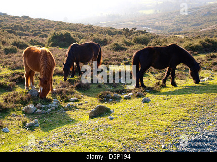 Three horses in the nature at sunset. Stock Photo