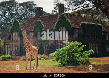 Rothschild or Baringo Giraffe, Giraffa camelopardalis rothschild, in front of Giraffe Manor, Nairobi, Kenya, Africa Stock Photo