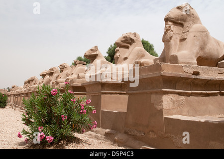 Sphinxes with Ram heads at the entrance of Temple Amun Karnak Luxor Southern Egypt Stock Photo