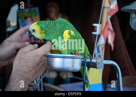 Parrot eating from the hand of a person Stock Photo