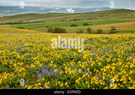 Balsamroot and lupine along Dalles Mountain Road, Columbia Hills State Park, Washington. Stock Photo
