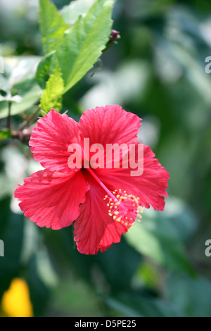 The Red hibiscus flower in the garden,Tropical red hibiscus flower. Stock Photo