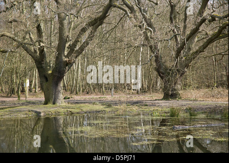 HIgh Beech Epping Forest Essex England UK Europe Stock Photo