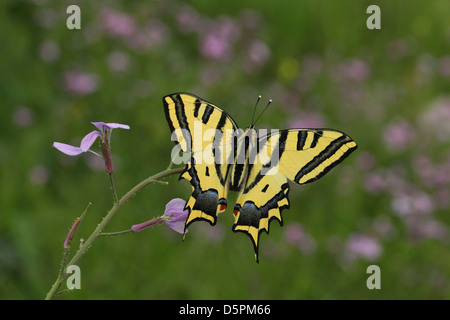 Southern swallowtail (Papilio alexanor) butterfly with its wings spread. Stock Photo