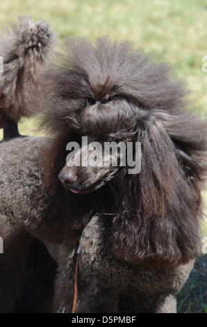 Brown pedigree Poodle Stock Photo - Alamy