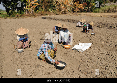 Women planting garlic, Thale U, Inle Lake, Shan State, Myanmar, Southeast Asia