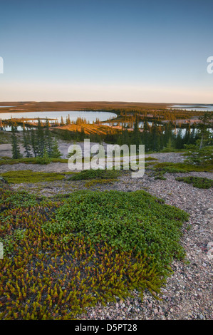 Last light on the tundra in an area called The Barrenlands, near Whitefish lake, Northwest Territories, Canada. Stock Photo