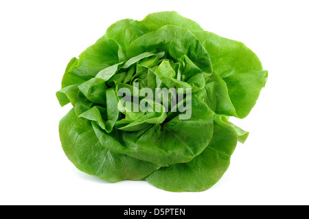 big fresh green lettuce on white background Stock Photo
