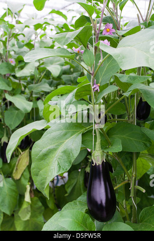 eggplant growing on vine Stock Photo: 19831474 - Alamy