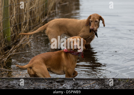 A pair of Hungarian Vizsla dogs hunt in shallow water. Stock Photo