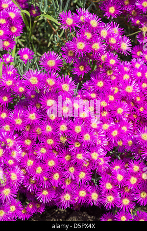 Colorful Midday Flowers Lampranthus Amoenus flower in bloom in Spring time. Stock Photo