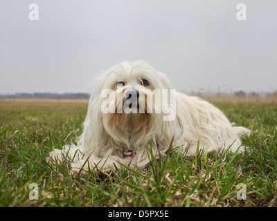 A small white long-haired dog with perked ears and tongue out looking to  side, lying on grass Stock Photo - Alamy