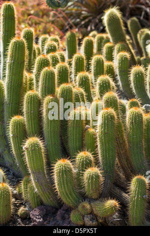 Notocactus leninghausii, Lemon Ball Cactus Stock Photo