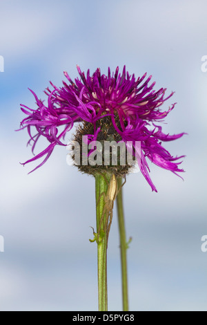 Greater Knapweed (Centaurea scabiosa) flower Stock Photo