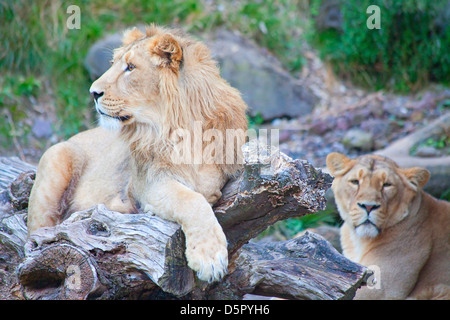 Young lions born in Zurich Zoo in 2009 Stock Photo