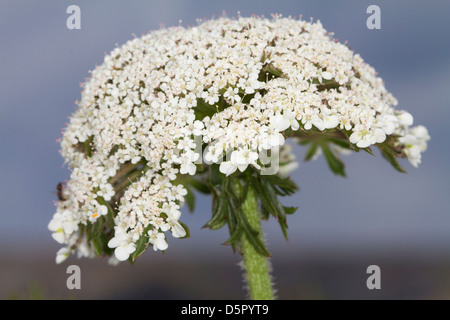 Sea Carrot (Daucus carota) flowers Stock Photo