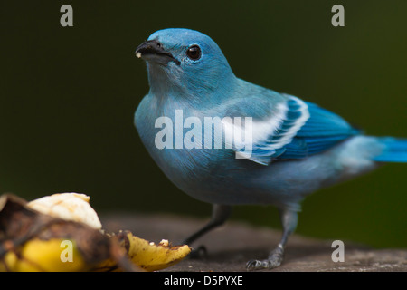 Blue-grey Tanager (Thraupis episcopus) on a bird table Stock Photo