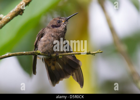 Brown Violetear (Colibri delphinae) stretching its wing Stock Photo