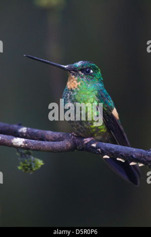 Buff-winged Starfrontlet (Coeligena lutetiae) perched on a branch Stock Photo