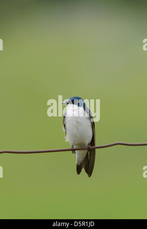A Tree Swallow (Tachycineta bicolor) perched on barbwire, Ninepipe National Wildlife Refuge, Montana Stock Photo