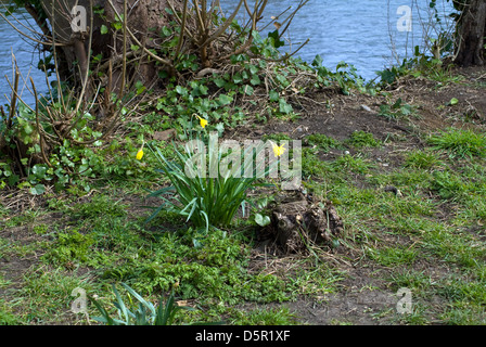 wild daffodils growing on the riverbank Stock Photo
