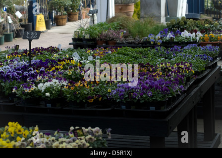 Flowers sale,flowers on the table in the garden center. Stock Photo