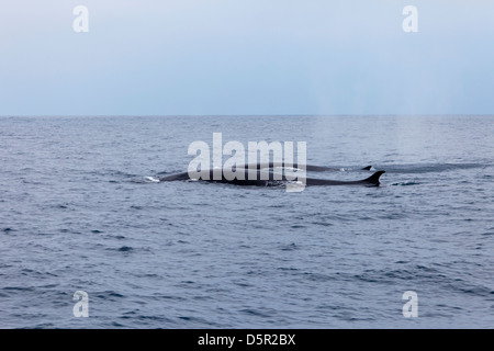 A Fin Whale, Balaenoptera physalus, and her calf swimming in the Pacific Ocean off Baja California Norte, Mexico Stock Photo
