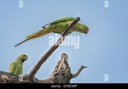 Rose-ringed Parakeet, pair, male and female, perched on a tree branch, blue sky in background, nature, copy space Stock Photo