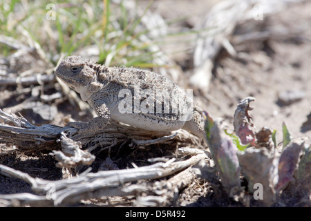Horned toad resting on dead sagebrush Stock Photo